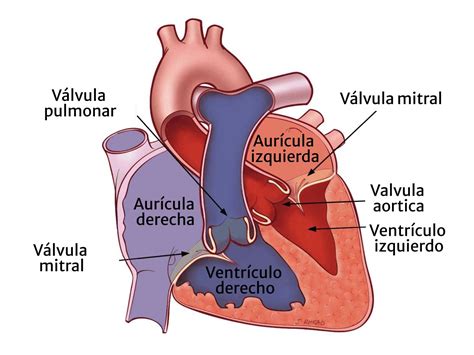 Diagrama del corazón con las cámaras y válvulas principales.