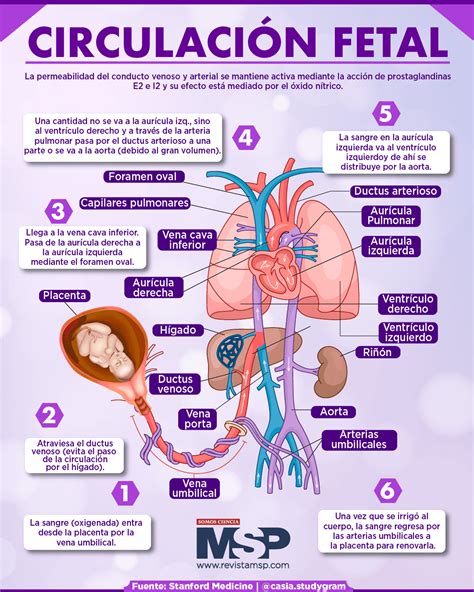 Diagrama de la circulación fetal y los cambios al nacer.