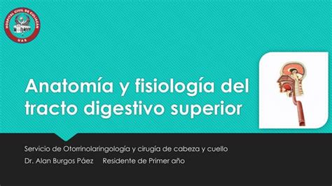 Diagrama mostrando las diferentes áreas del tracto digestivo superior y sus funciones en la deglución.