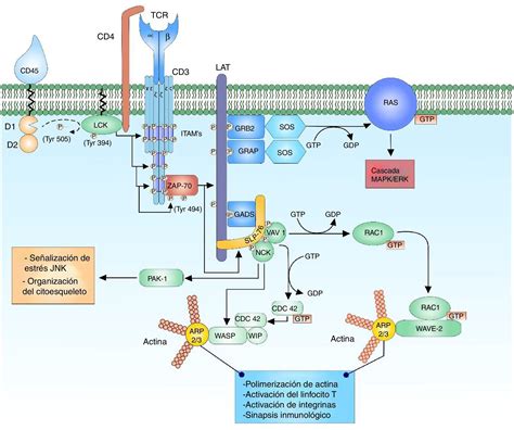 Diagrama molecular: bloqueo del gen USAG-1 para la activación del crecimiento de piezas dentales en adultos.