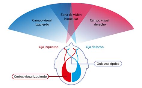 Infografía que muestra los componentes del sistema visual: agudeza visual, campo visual y percepción de colores.