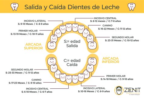 diagrama que muestra la diferencia entre dientes de leche y dientes permanentes