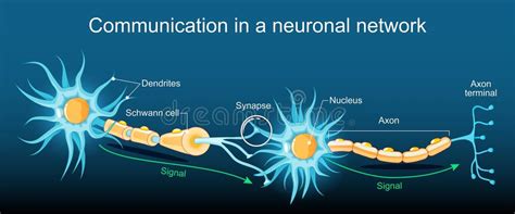 Ilustración esquemática de la conexión neuronal entre las áreas del cerebro que controlan las manos y la boca.