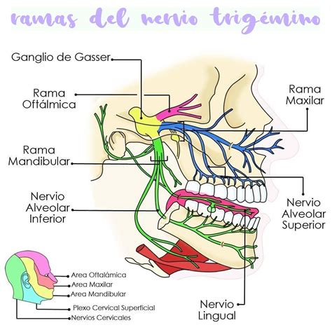 Esquema anatómico del nervio trigémino y sus tres ramas principales: oftálmica, maxilar y mandibular.