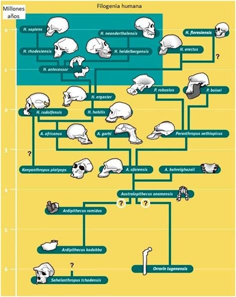 Esquema de la evolución etimológica de 