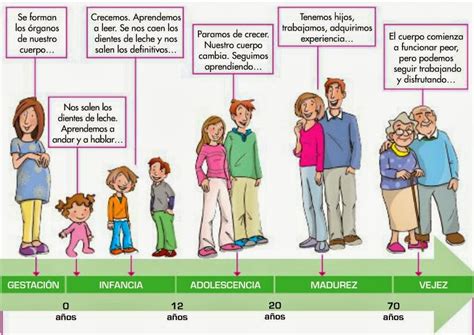 Esquema de las etapas de la vida y sus características