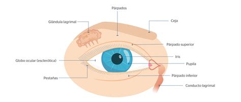 Esquema anatómico mostrando la alineación de los párpados y la curvatura del ojo al guiñar