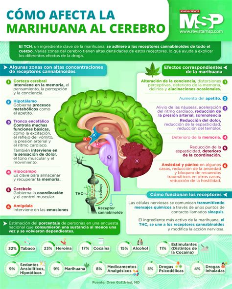 Ilustración mostrando los efectos del cannabis en el cerebro adolescente, destacando el impacto en la maduración y el riesgo de problemas cognitivos.