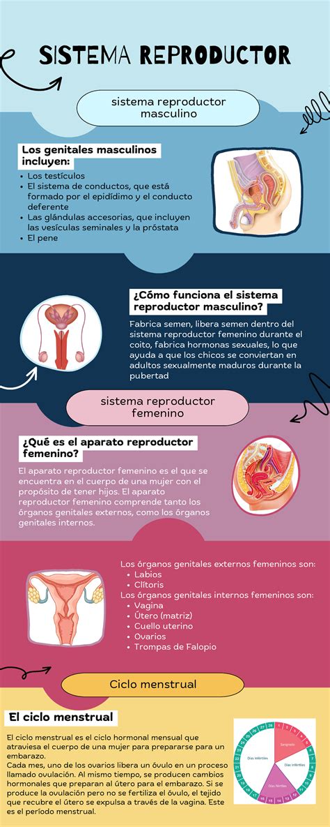 Infografía detallando los cambios en el sistema reproductor masculino con la edad.