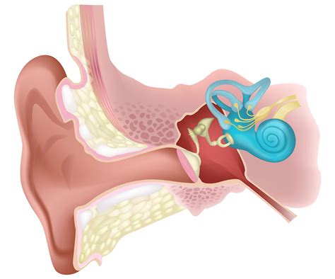 Esquema anatómico del oído interno mostrando la ubicación de las células pilosas y cómo su daño afecta la transmisión de señales nerviosas al cerebro.