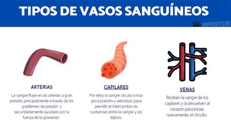 Diagrama que ilustra los cambios en los vasos sanguíneos y plaquetas con la edad.