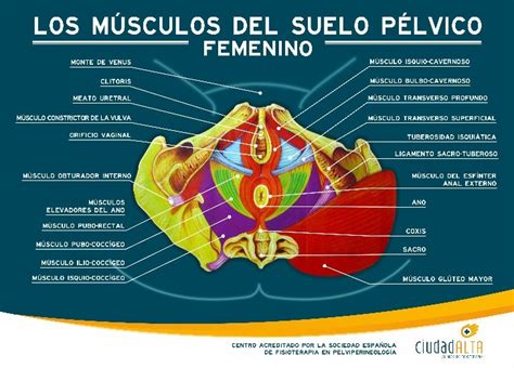 Infografía sobre los músculos del suelo pélvico