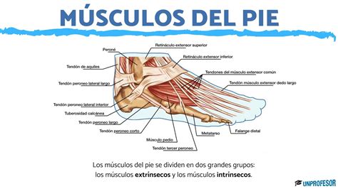 Infografía: Anatomía del pie geriátrico y principales zonas de presión o afecciones comunes.