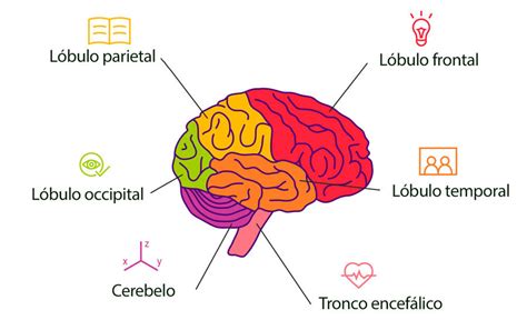 Ilustración que muestra el cerebro de un niño y las áreas relacionadas con el desarrollo del lenguaje y la percepción.