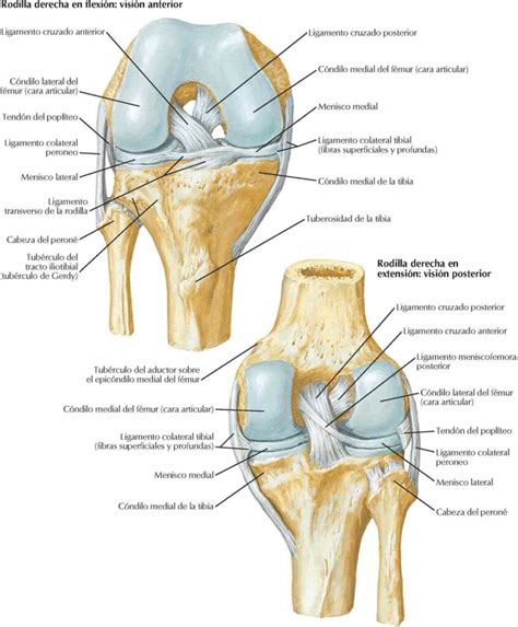 Esquema anatómico de la rodilla mostrando los componentes: cápsula articular, ligamentos y cartílagos.