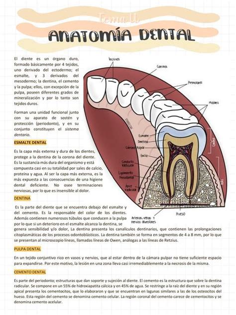 Esquema educativo sobre la anatomía dental y los cambios naturales que ocurren con el envejecimiento, como la retracción gingival y el desgaste del esmalte.