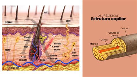Esquema del folículo piloso y la producción de melanina