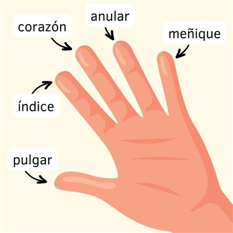 Esquema de las áreas de la mano y dedos implicadas en la motricidad fina