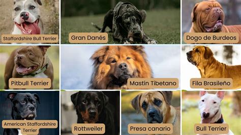 perros potencialmente peligrosos incautados por la policía