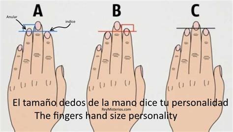 Infografía comparando la longitud del dedo medio con la palma de la mano para determinar dedos largos o cortos