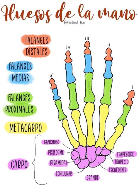 Ilustración detallada de cada dedo de la mano con sus correspondientes asociaciones mitológicas y de personalidad