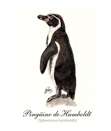 Ilustración del pingüino de Humboldt