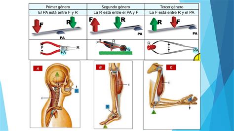 Esquema biomecánico que muestra las diferencias en el centro de gravedad y la postura entre una persona con visión normal y una persona con discapacidad visual.