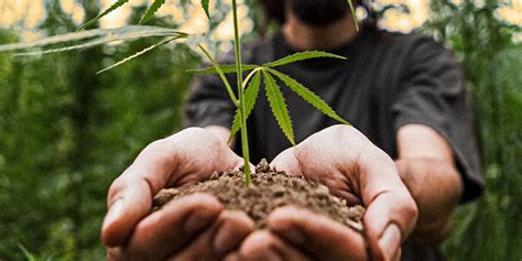 Ejemplo de credencial de autocultivo de cannabis medicinal