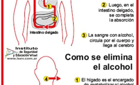 Infografía comparativa: Cómo el cuerpo procesa el alcohol en la juventud frente a la vejez (metabolismo hepático y niveles de agua corporal)