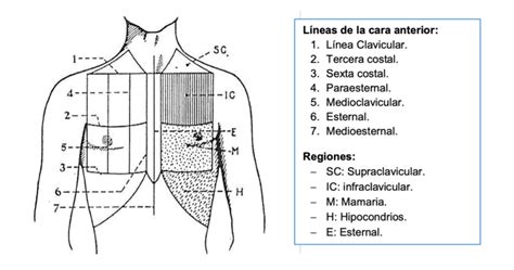 Diagrama ilustrativo de las líneas anatómicas del tórax para la exploración física