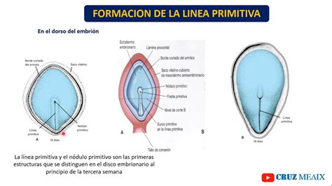 Diagrama de la línea primitiva en el desarrollo embrionario