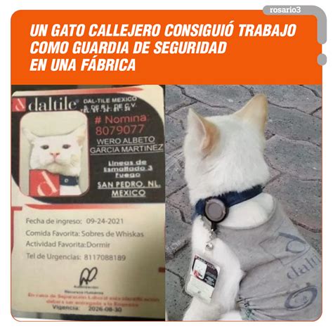 Primer plano de la credencial del gato Wero Albeto García Martínez
