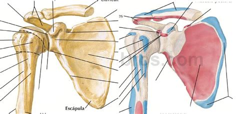 Diagrama anatómico del hombro mostrando la subluxación