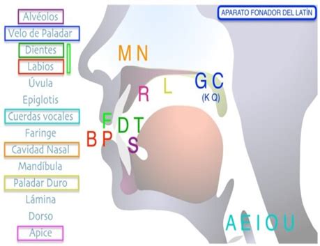 Esquema de la articulación de los sonidos en el habla o de un niño hablando con dificultades