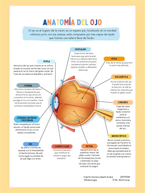 Infografía: Diagrama del ojo humano con las principales áreas afectadas por la diabetes (retina, nervio óptico, cristalino)