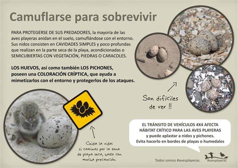 Infografía: Impacto de vehículos en nidos de aves playeras