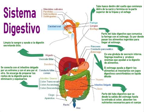 Esquema del sistema digestivo humano con énfasis en el intestino