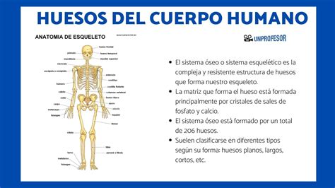 Infografía: Impacto del envejecimiento en el cuerpo humano (huesos, músculos, piel)