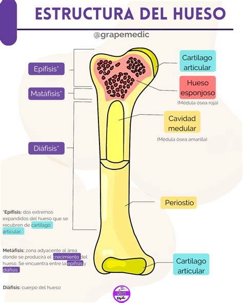 Esquema de la estructura de un hueso sano versus un hueso con osteoporosis