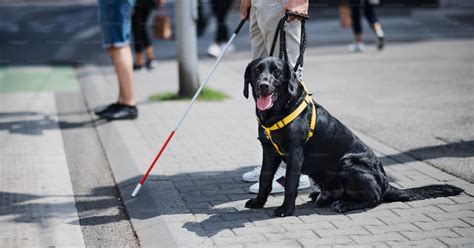 Imágenes: Bastón blanco y perro guía