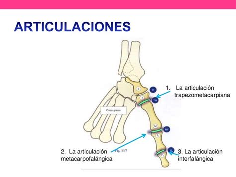 Diagrama de la articulación trapecio-metacarpiana del pulgar con ligamentos clave