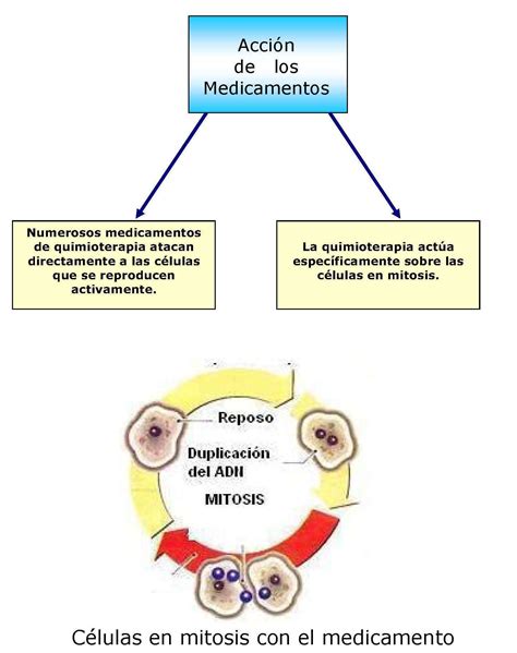 Representación esquemática de la quimioterapia actuando sobre células cancerosas de rápido crecimiento.