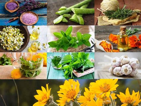 Representación de plantas medicinales y alimentos para remedios caseros (árbol de té, coco, aloe vera, vinagre de manzana)