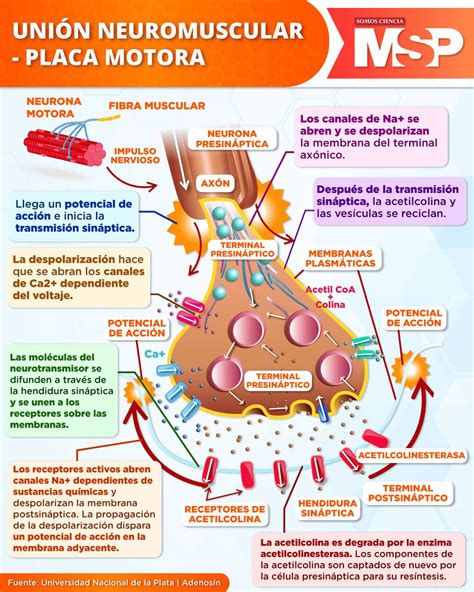 Esquema del sistema neuromuscular afectado por la discapacidad motriz
