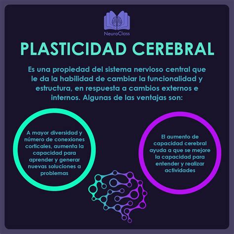 Infografía sobre la plasticidad cerebral y cómo se mantiene la actividad neuronal en la vejez