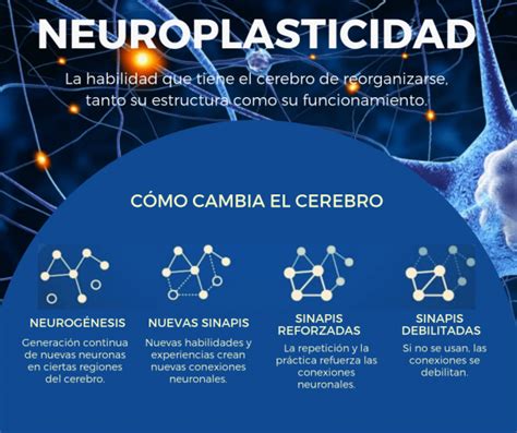 Infografía que muestra la neuroplasticidad del cerebro, con nuevas conexiones neuronales formándose