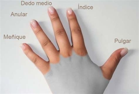 Esquema: Tipos de duplicación de dedos (pulgar, meñique, central)