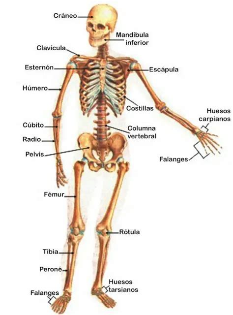 Esqueleto humano con huesos y articulaciones