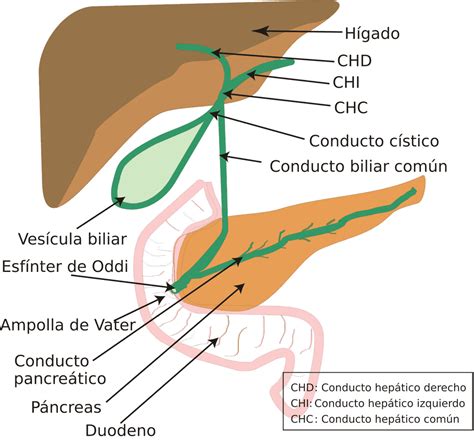 Diagrama simplificado del sistema hepático y biliar, mostrando el flujo de la bilis y la bilirrubina, y cómo un bloqueo puede causar ictericia.