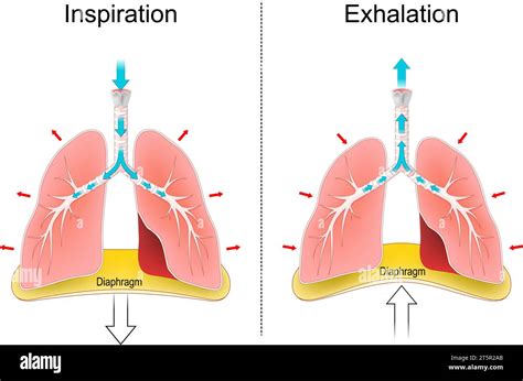 Diagrama del sistema respiratorio y el diafragma